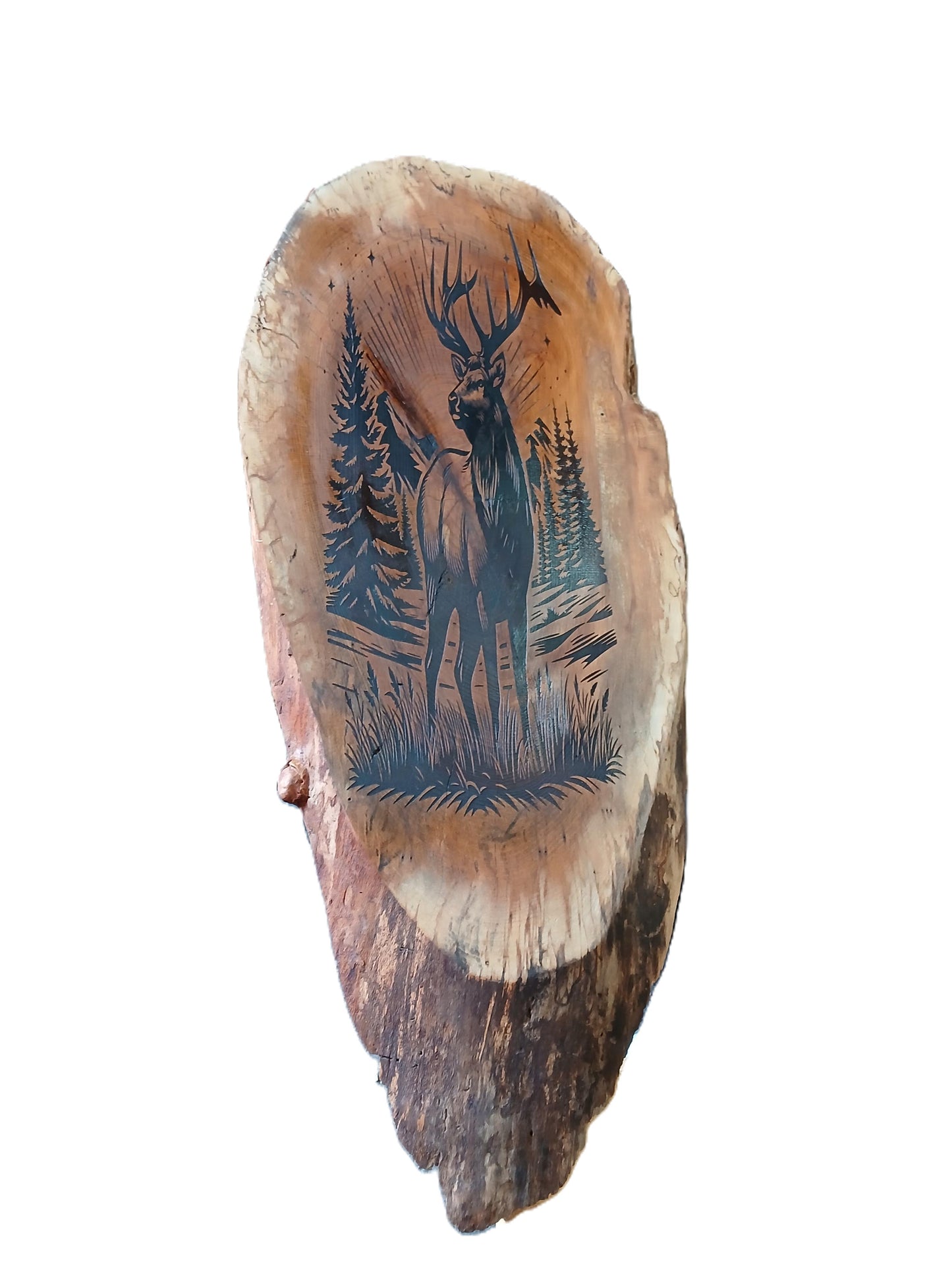 Large Elk Wood Burned on Beech