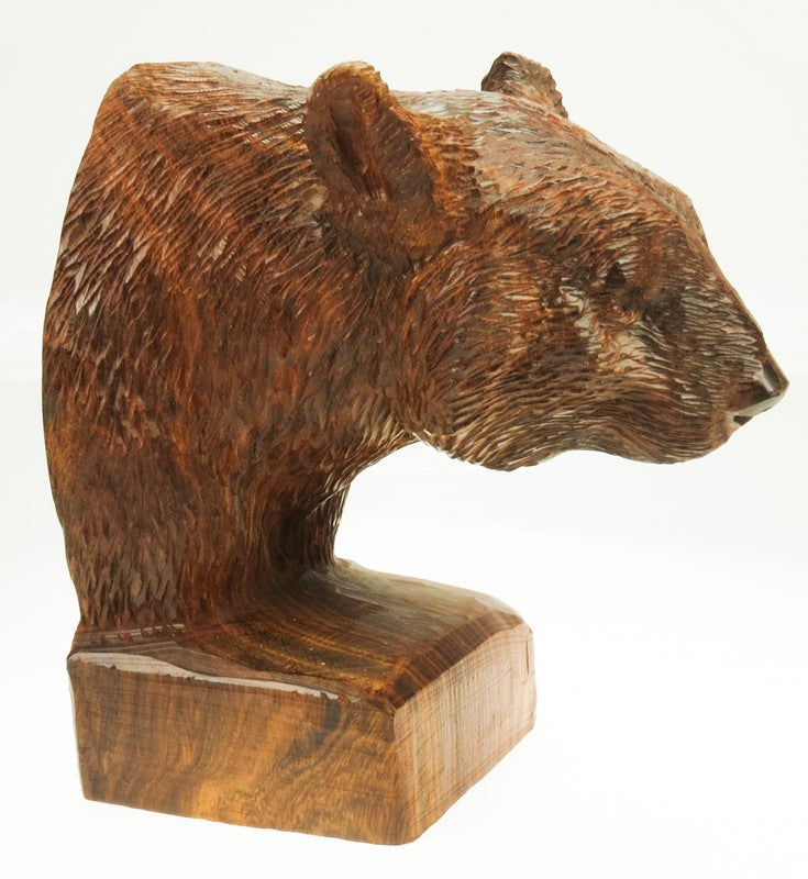 Black Bear Bust